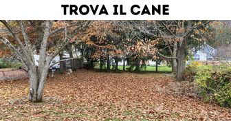 Test: trova l’animale o l’oggetto nascosto e dimostra di avere un occhio d’aquila