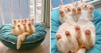 19 animali che volevano solo dormire ma ci hanno fatto innamorare