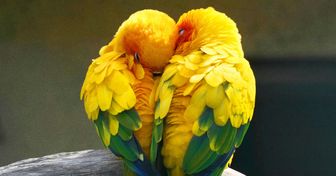 7 animali che appartengono ai loro partner per sempre