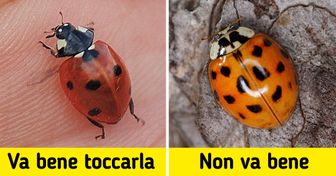 14 animali da cui non siamo solitamente spaventati anche se dovremmo esserlo