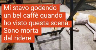 19 Cani che volevano fare i bravi a tutti i costi ma hanno fallito