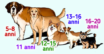 Guida alla longevità delle varie razze di cani