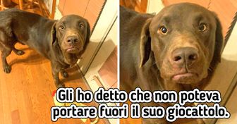 19 animali che sono stati in grado di farci capire cosa volevano senza dire una parola