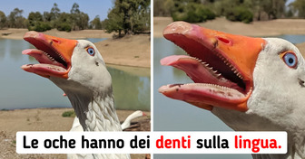 15 persone che hanno assistito a delle cose curiose che solo pochi riescono a vedere