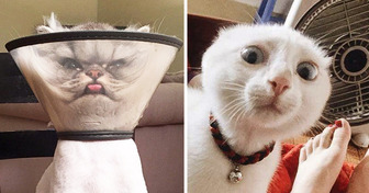 18 animali che potrebbero interpretare il ruolo principale in qualsiasi dramma hollywoodiano