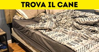 Test: Riesci a trovare tutti gli animali nascosti e le cose mimetizzate in queste 16 difficili immagini?