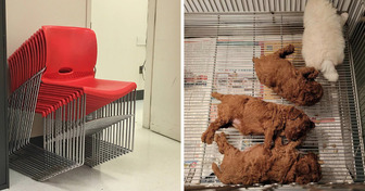 17 foto che le persone hanno dovuto riguardare più volte per capire cosa stessero osservando