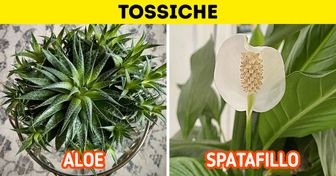 10 piante dalle quali è meglio stare lontani