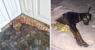 16 immagini ci dimostrano quanto possa essere bizzarra la vita con gli animali