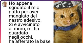 Oltre 20 tweet accurati nei quali qualsiasi proprietario di gatto si riconosce
