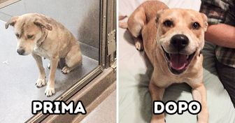 Più di 15+ animali che hanno trovato la felicità dopo essere stati adottati