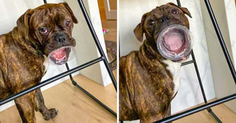 18 foto ci dimostrano che i nostri animali rimarranno per sempre eterni cuccioli