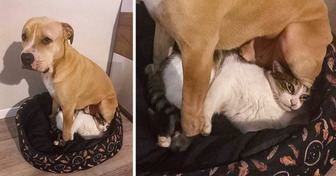 21 foto più divertenti di una battuta