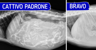 9 dritte per chi prende un gatto per la prima volta: come evitare gli errori più comuni