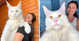 Ecco Kefir, il cucciolo di Maine Coon che pesa più di 12 kg e continua a crescere