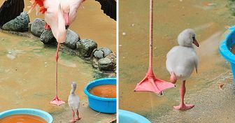 20 Foto di animali a cui non potrai resistere