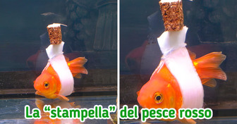 20 persone che hanno visto qualcosa di sorprendente e lo hanno fotografato