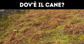 Verifica se puoi davvero fidarti dei tuoi occhi trovando gli 8 cani nascosti