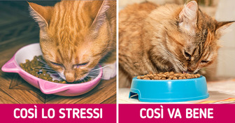 14 errori che commettiamo spesso con i nostri amici a quattro zampe