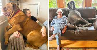 20+ animali domestici così grandi da far sembrare i loro padroni dei Puffi