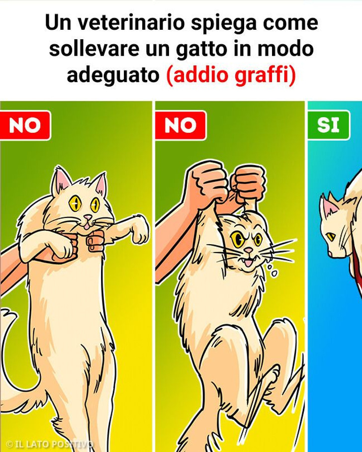 Un veterinario spiega come sollevare un gatto in modo adeguato (addio graffi)