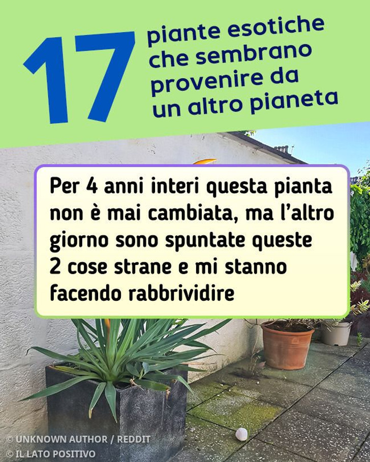 17 piante esotiche che sembrano provenire da un altro pianeta