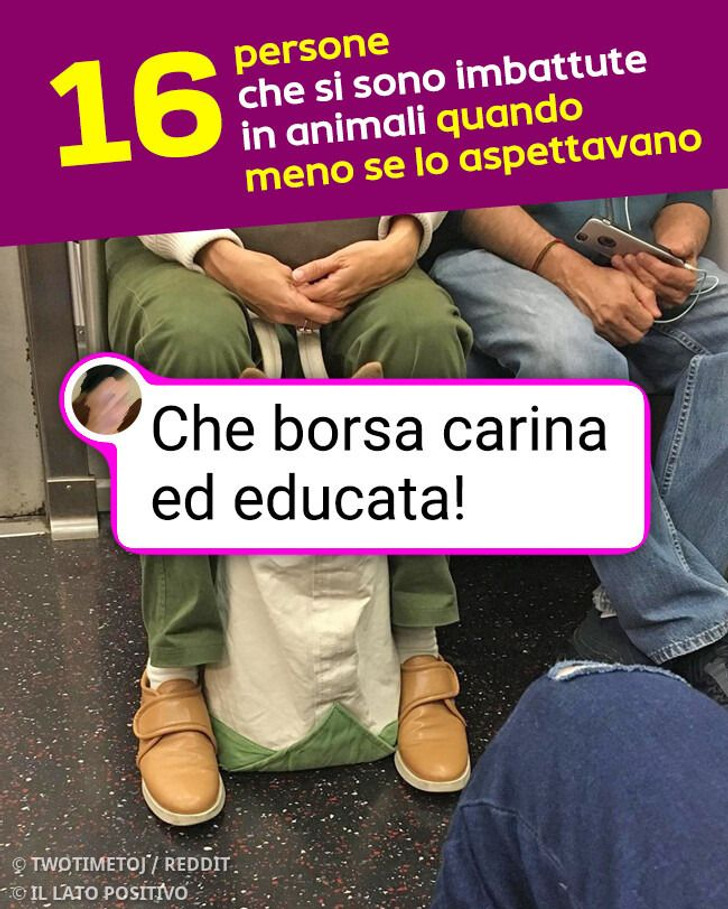 16 persone che si sono imbattute in animali quando meno se lo aspettavano